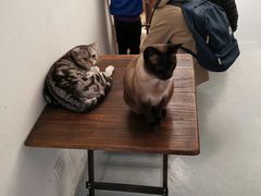 -猫友咖啡店(玉林西路店)
