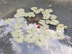 -云溪植物园