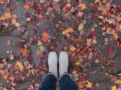 -上海共青森林公园