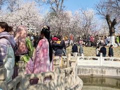 -桃花堤公园