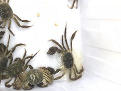 -乡乐园蟹庄·阳澄湖农家乐