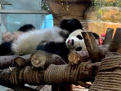 -成都动物园
