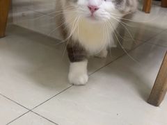 -瑞派康怡24h宠物医院·犬猫医疗中心·微创绝育(瑞景分院)