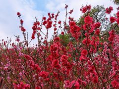 -桃花涧