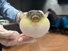-肆月河豚·新淮扬(金融街店)