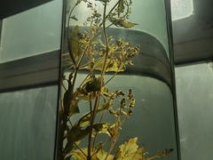 -广东中医药博物馆