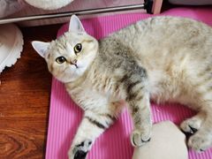 -猫力发电所·宠物专门店