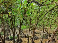 -宝安西湾红树林湿地公园