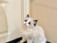 -猫十亿·布偶金渐层·曼基康矮脚猫舍(青年路店)