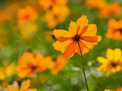 -南宁良凤江国家森林公园