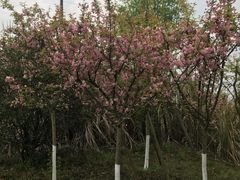 -桤木河湿地公园