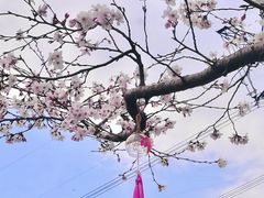 -长田漾湿地公园