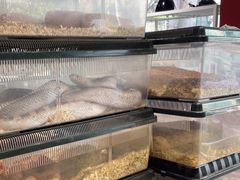 -酷以爬仙阁实体爬宠店·守宫·蜥蜴·专业繁育