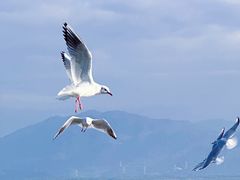 -深圳湾公园(南山区)