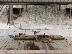 -北京鹿世界主题园