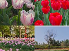 -北京国际鲜花港