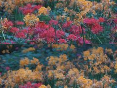 -杭州植物园
