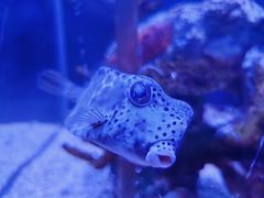 -太平洋海底世界