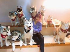 -Husky Go! 哈士奇体验馆·宠物咖啡厅狗咖