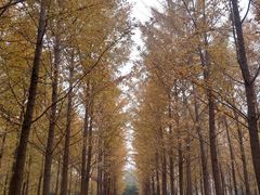 -汉景帝阳陵博物院