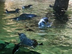 -悉尼海洋生物水族馆