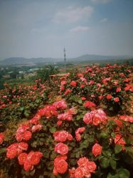 -密云玫瑰情园