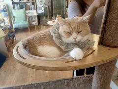 -MOYOYO猫咪咖啡店
