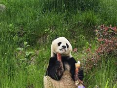 -卧龙自然保护区