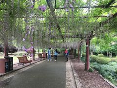-嘉定紫藤园