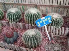 -海上花岛玫瑰园采摘