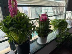 -双季花艺园艺市场(浦东店)