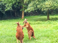 -杭州野生动物世界