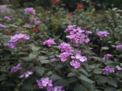 -廖老妈蹄花店(人民公园陕西街259号店)