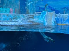 -海合安青岛极地海洋公园