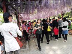 -嘉定紫藤园