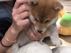 -逗柴咖啡屋·狗咖猫咖宠物桌游