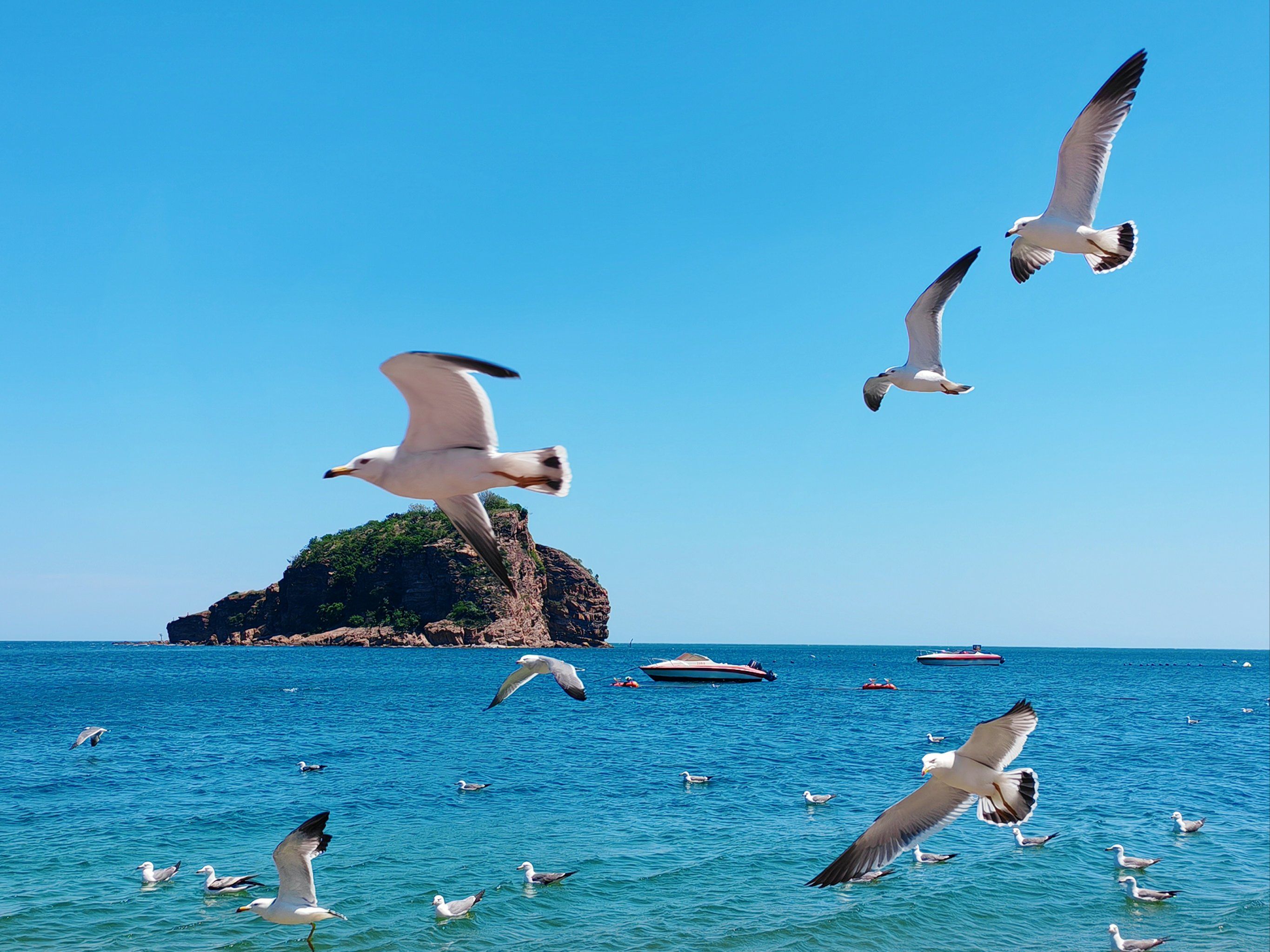 海鸥～海鸥～我们的朋友