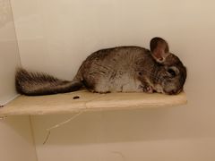 -龙猫仔乐园(惠福东路店)