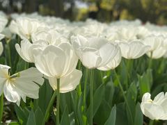 -上海鲜花港