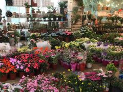 -双季花艺园艺市场(浦东店)