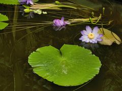 -国家植物园南园