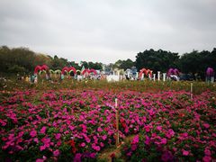 -松山湖梦幻百花洲