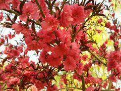 -辛玛王国游乐园