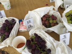 -马陆小张葡萄园农家乐