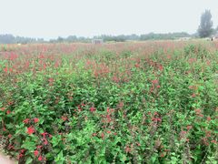 -北京东方普罗旺斯薰衣草庄园