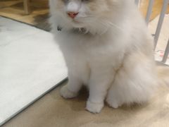 -藏猫猫咖啡主题馆(中央大道店)