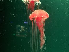 -欢乐海岸海洋奇梦馆