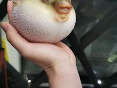 门面-肆月河豚·新淮扬(金融街店)