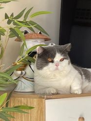 -L•野生眉半永久纹眉纹绣