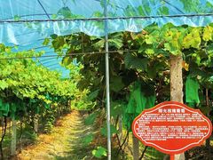 -樂桃源奉贤黄桃种植采摘基地